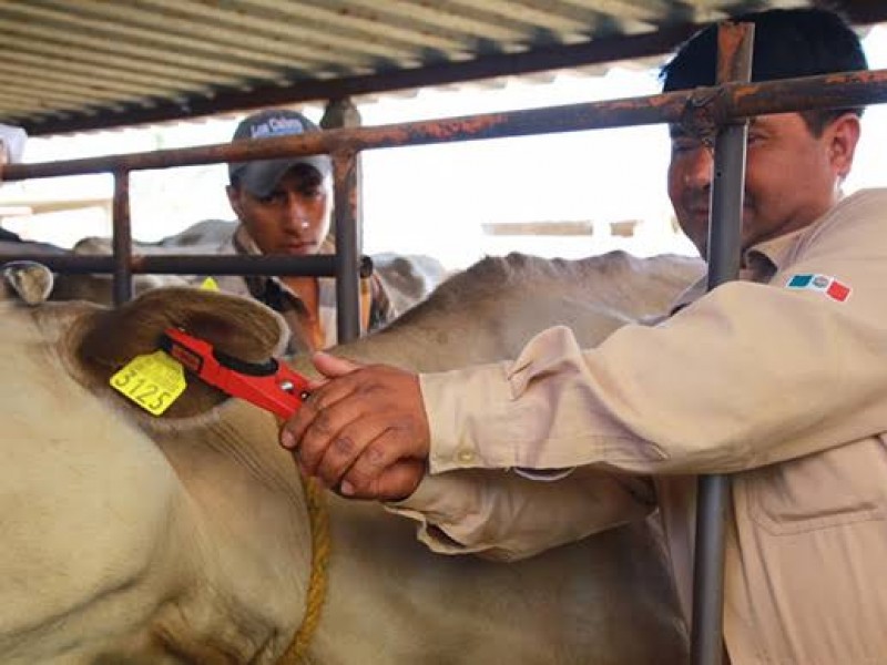 La falta de brigadas para aretar ganado, afecta a productores