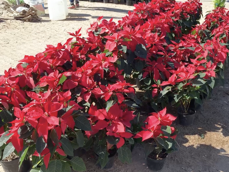 La flor de Nochebuena, símbolo de paz y armonía