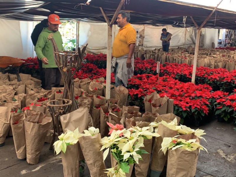 La flor de nochebuena, uno de los cultivos más importantes