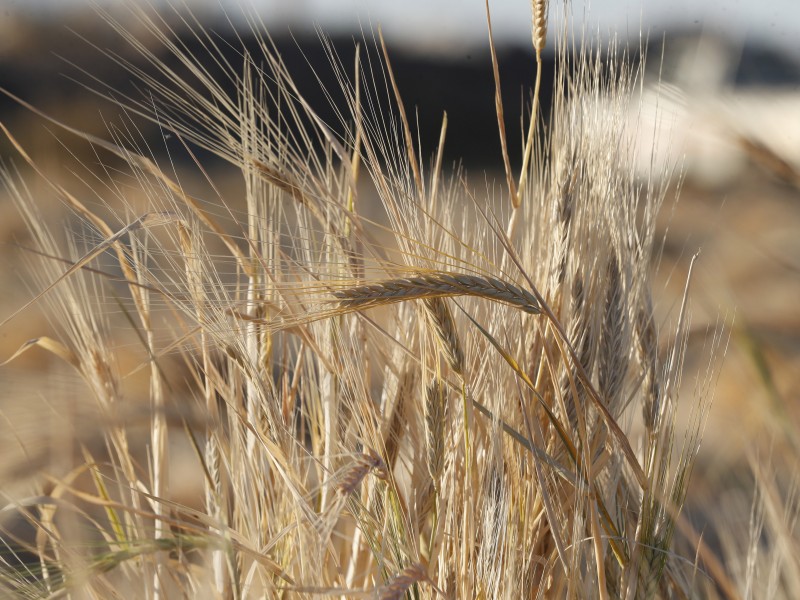 La guerra amenaza la cadena mundial de alimentos y fertilizantes