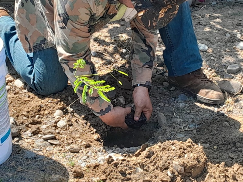 La importancia de la reforestación