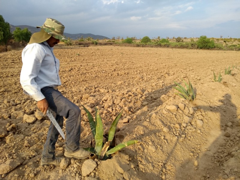 La inseguridad afecta a los agricultores