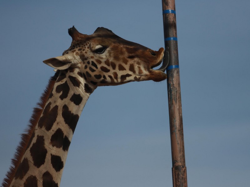La jirafa Benito ya está en Africam Safari