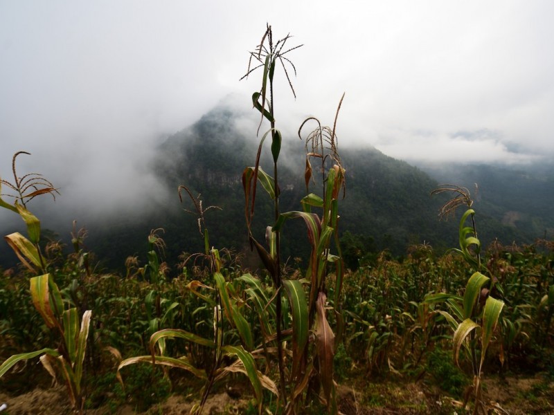 La lluvia rescató algunas milpas que se estaban secando