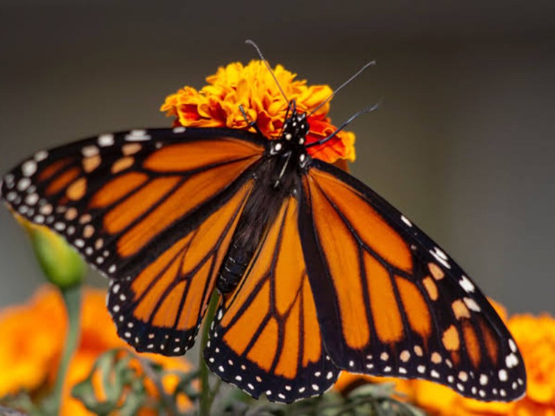 La mariposa monarca y su paso por Salamanca