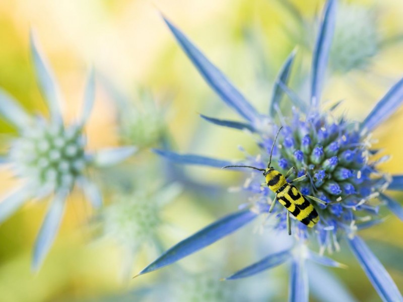 La meteorología explica el descenso y aumento de los insectos