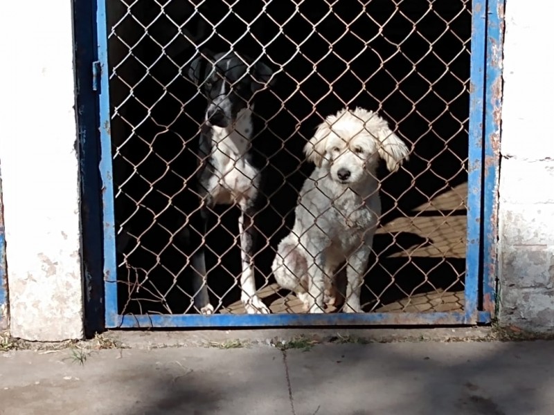 La otra cara de regalar mascotas en Navidad