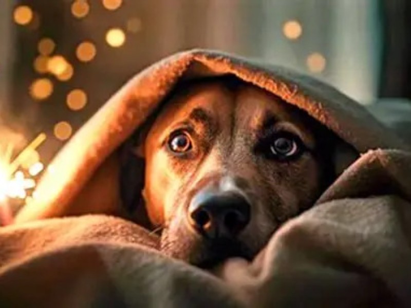 ¿La pirotécnica puede matar a tu mascota?; precauciones que debemos considerar