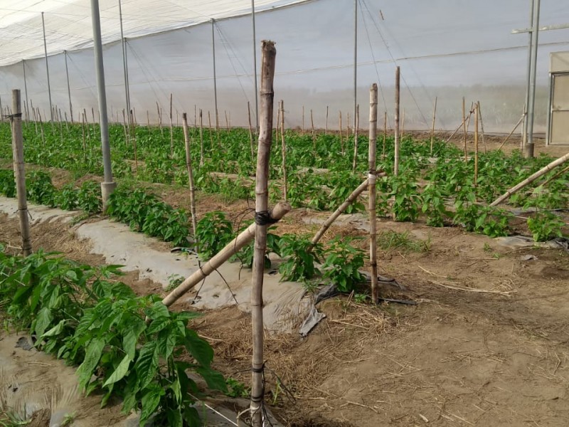 La producción de chile jalapeño vale 60 mdp