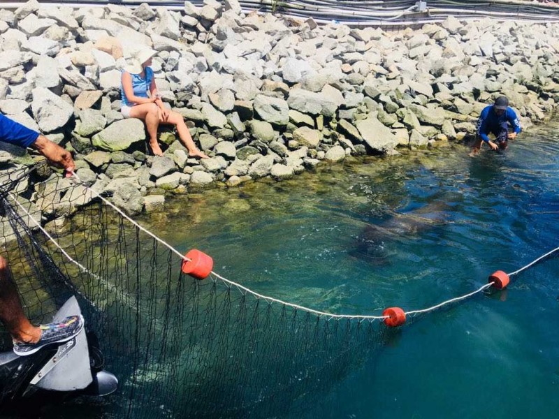 La PROFEPA rescató a un lobo marino lesionado