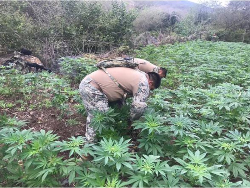 La sequia afecto hasta a los plantios de droga