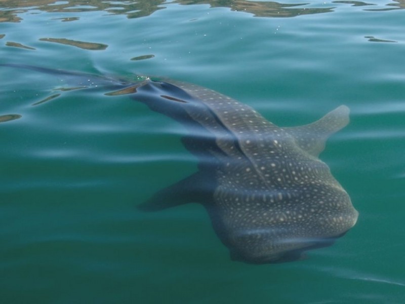 La temporada de nado con tiburón ballena marcha con éxito