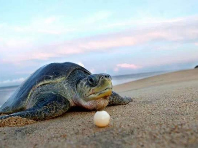 La tortuga Carey será marcada para su preservación y rescate