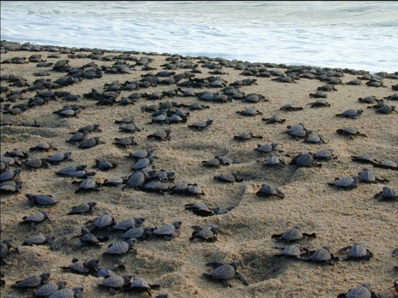 La Tortuga Marina, especie que integra la riqueza natural michoacana