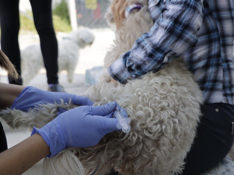 La UCPA invita a la ciudadanía a vacunar mascotas