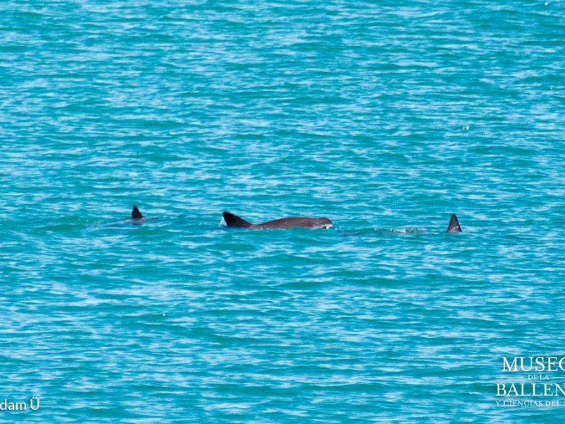 La Vaquita Marina no está extinta: Expertos BCS