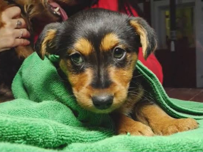 Labor de rescatistas da segunda oportunidad a animales abandonados