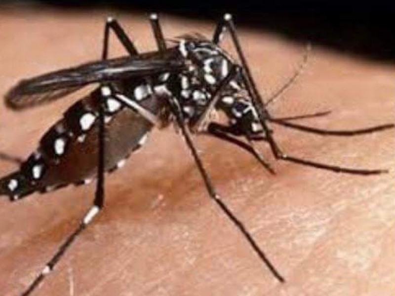 Labores preventivas contra el dengue en Tuxtla