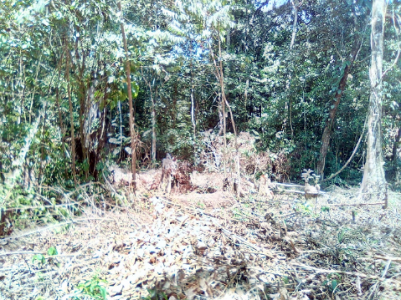 Lacandones derrumban 400  hectáreas de Montes azules para sembrar