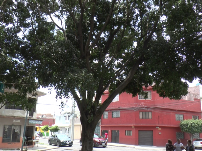 Ladrones e indigentes usan árboles como guarida