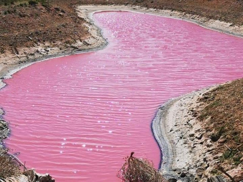 Lago se pintó de rosa en comunidad de Fresnillo