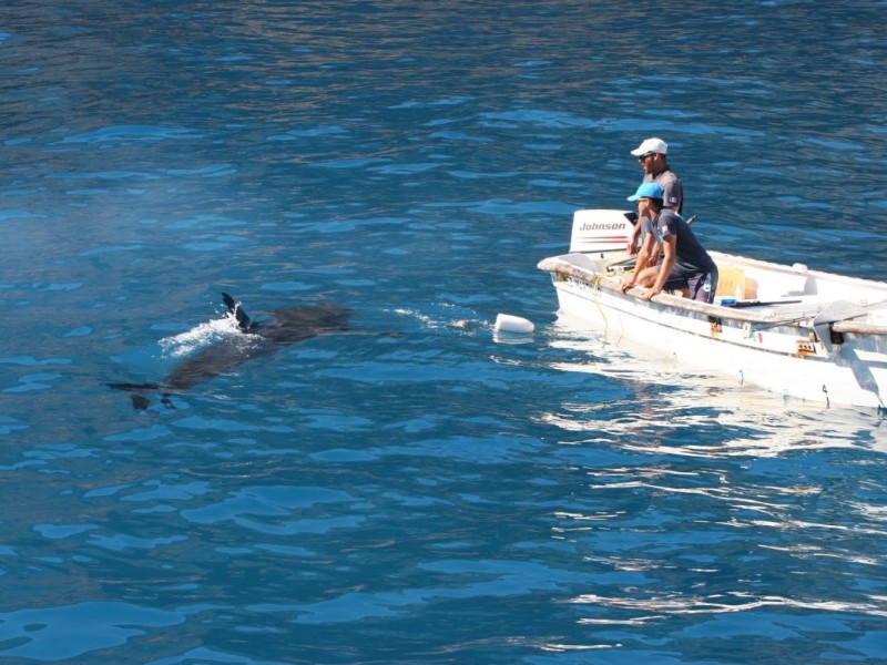 Lanza Sagarhpa recomendaciones por presencia de tiburones