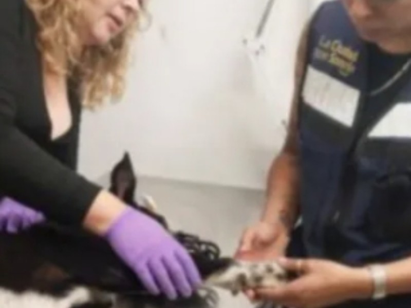 Lanzan a perrito desde tercer piso en Fraccionamiento Montecarlo