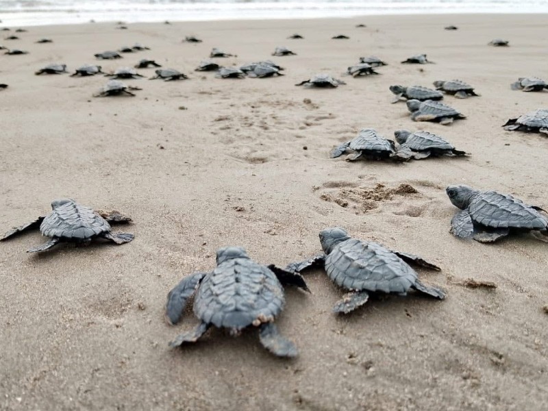 Lanzan adopción simbólica de tortugas marinas para apoyar conservación