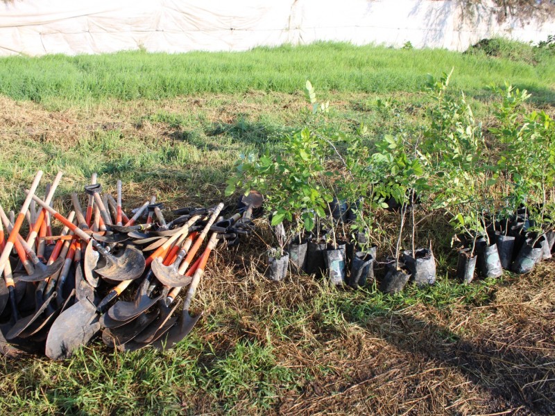 Lanzan campañas de donación de árboles, buscan mitigar impacto ambiental