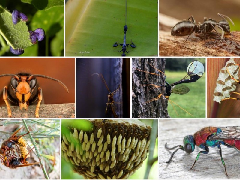 Lanzan convocatoria fotográfica para salvar especies de abejas mexicanas