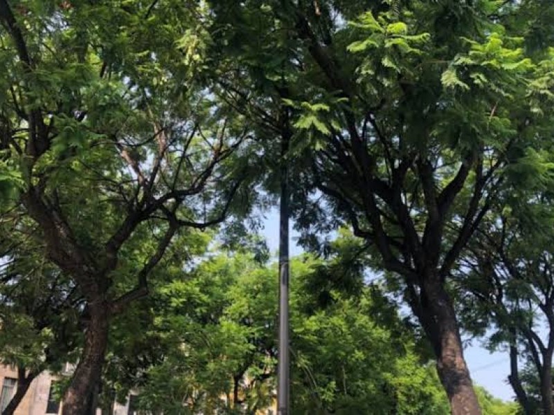 Lanzan convocatoria para postular árboles con valor patrimonial en Zapopan