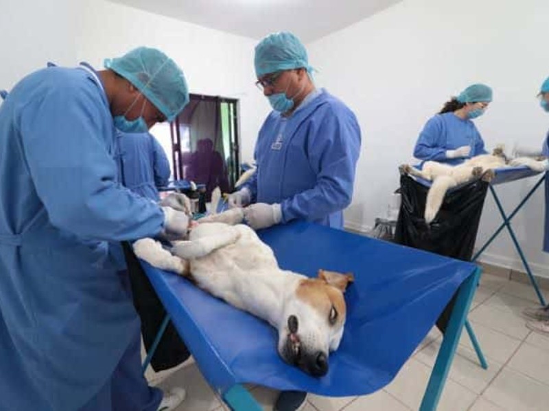 Lanzan jornada gratuita de esterilización canina y felina.