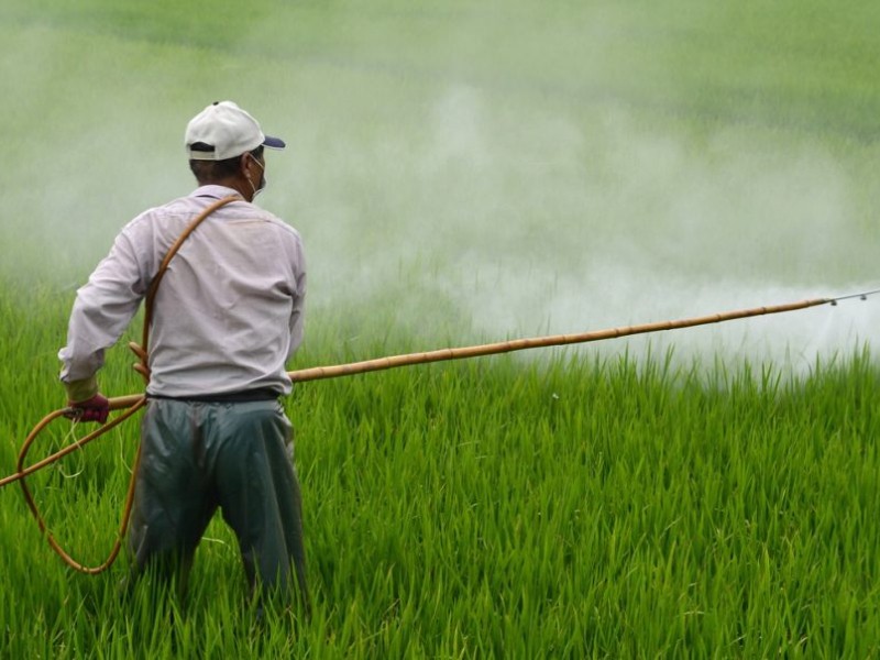 Las consecuencias de usar plaguicidas en el campo veracruzano