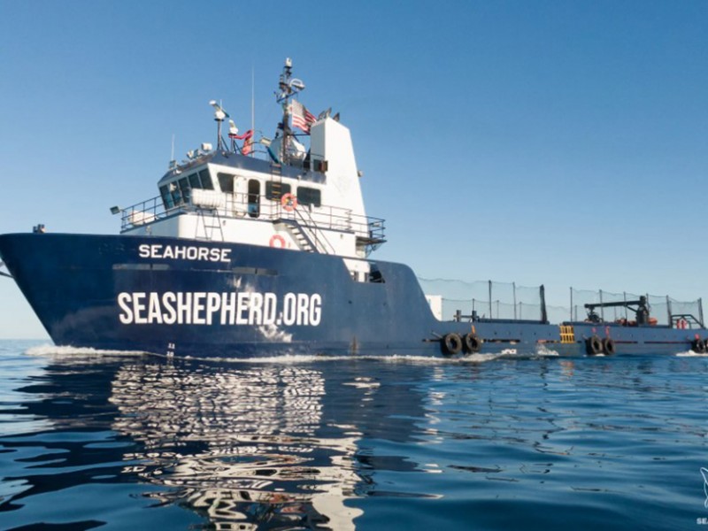 Las incertidumbres tras el anuncio de la llegada del Sea-Shepherd