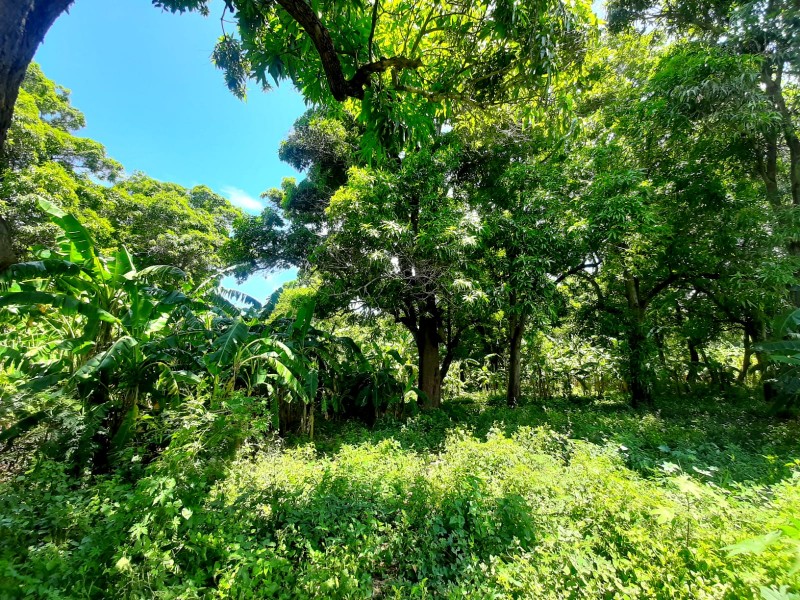 Las labores en Tehuantepec; históricamente zonas proveedoras de vida