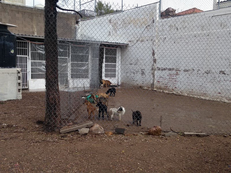 Las mascotas deben de protegerse del frío.