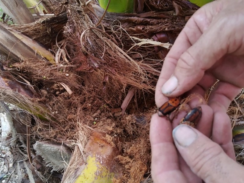 Le apuestan a hongos para erradicar la plaga del Picudo