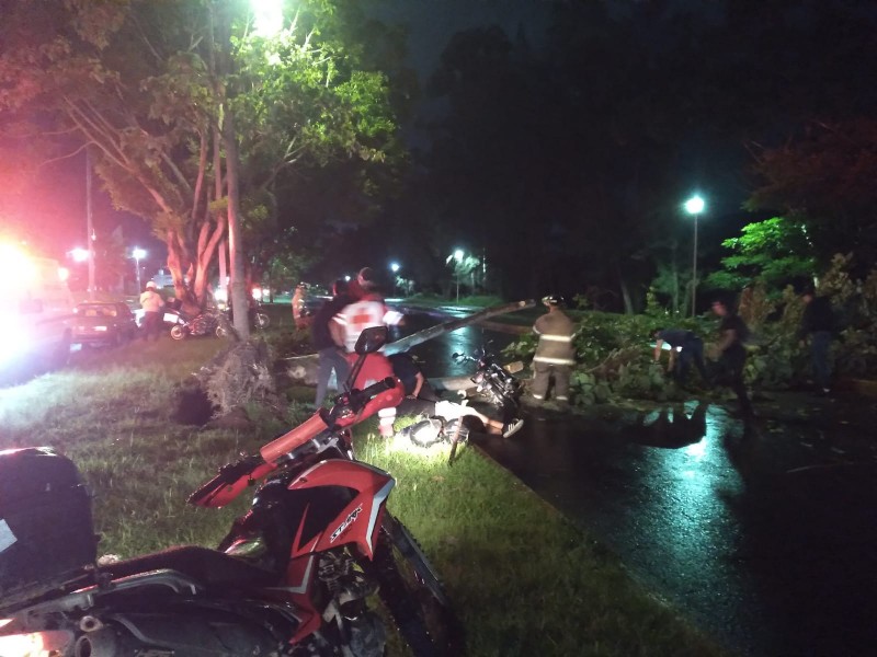 Le cae un árbol a motociclista, sólo resultó con lesiones