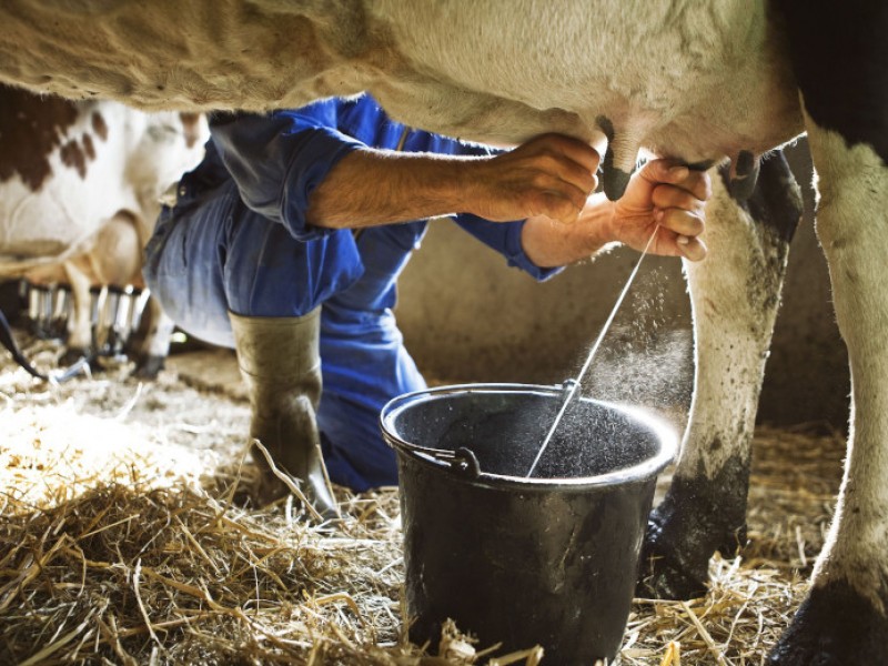 Leche en polvo enemiga de ganaderos en región Ciénega