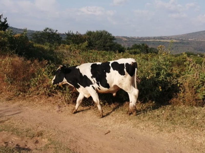 Lecheros de Jalisco celebran prohibición de quesos con grasa vegetal