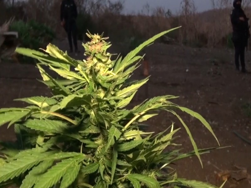 Legalización de la marihuana beneficiará a la agricultura: Serapio Vargas