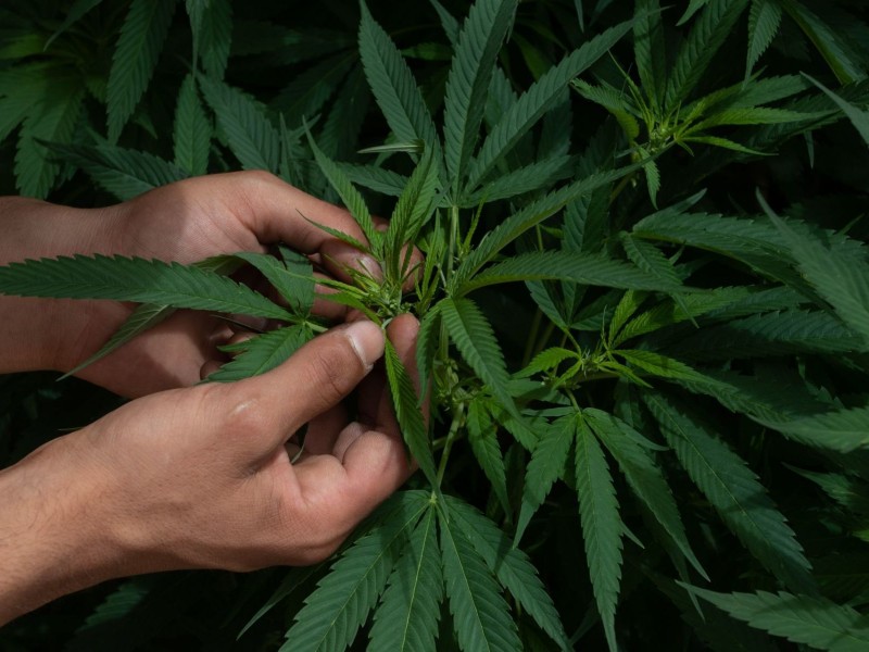 Legalización de marihuana podría beneficiar al campo