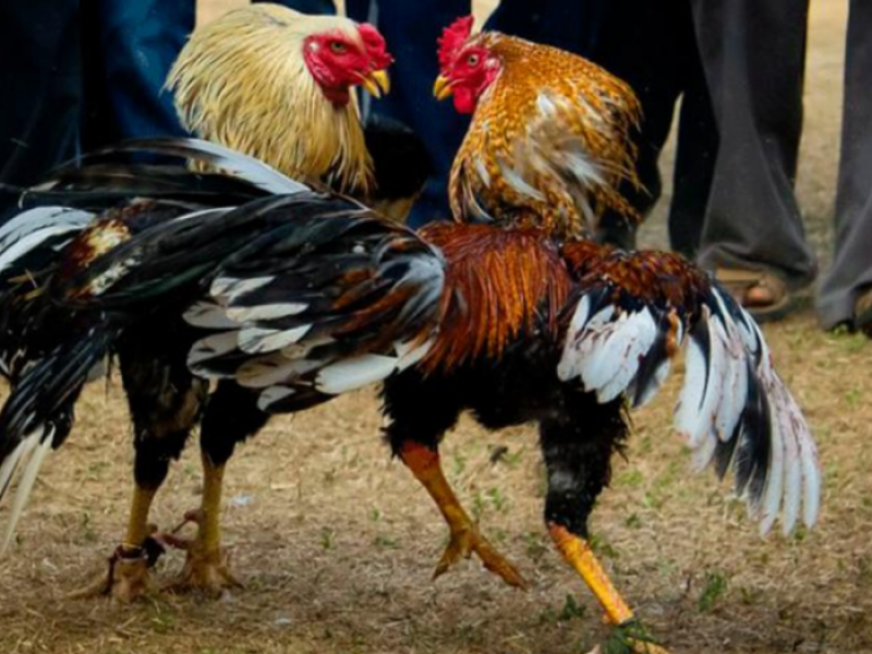 Lenta aprobación de peleas de gallos en Veracruz