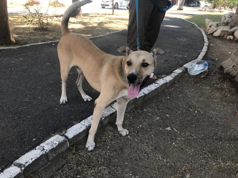Leo primer perro rescatado en ser adoptado Europa