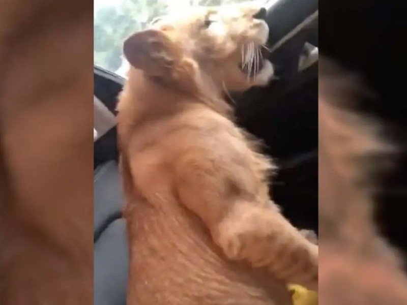 León africano pasea en camioneta de lujo; escucha narcocorrido
