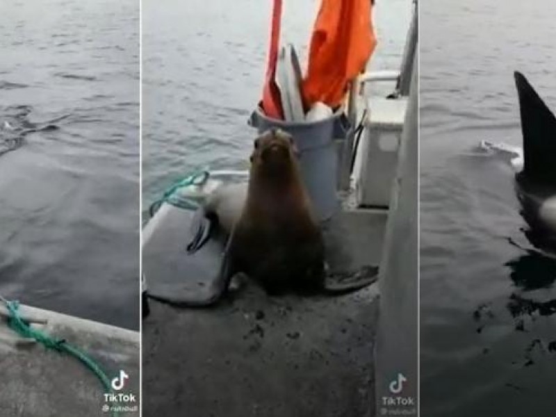 León marino sube a barco para protegerse de unas orcas