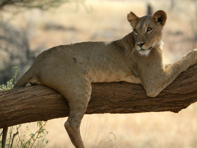 Leona resguarda a una cría de antílope africano