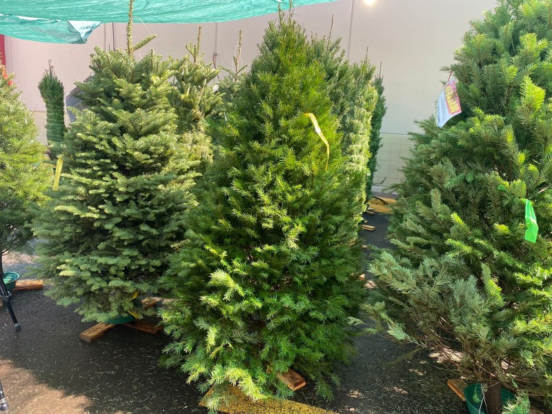 Leoneses prefieren comprar árboles naturales para navidad