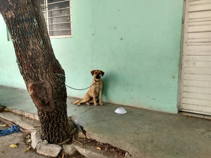 Letra muerta ley de protección de animales