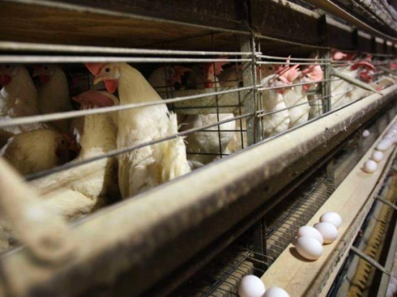 Levantan cuarentena por gripe aviar en Jalisco